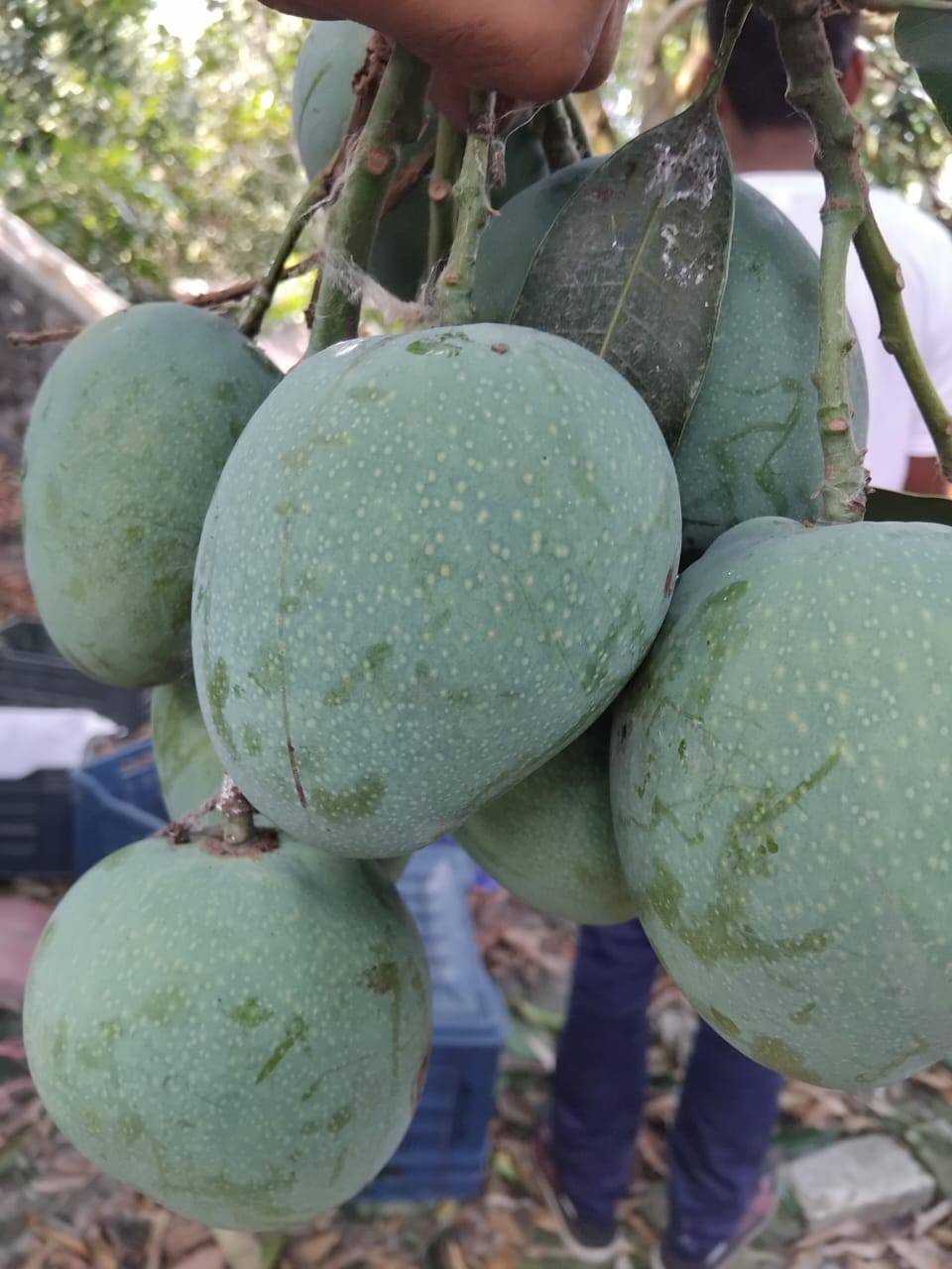 Himsagar Mango10 kg - Image 2