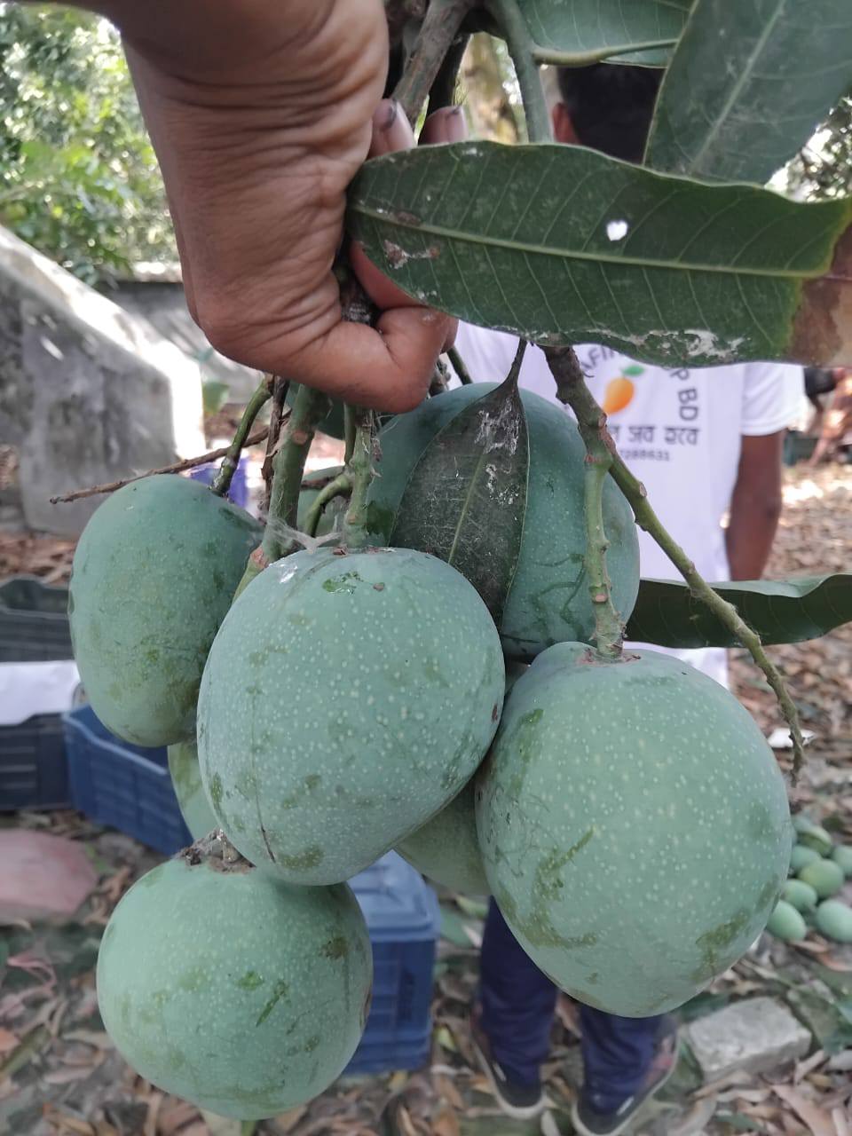 Himsagar Mango10 kg - Image 4