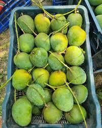 Himsagar Mango10 kg