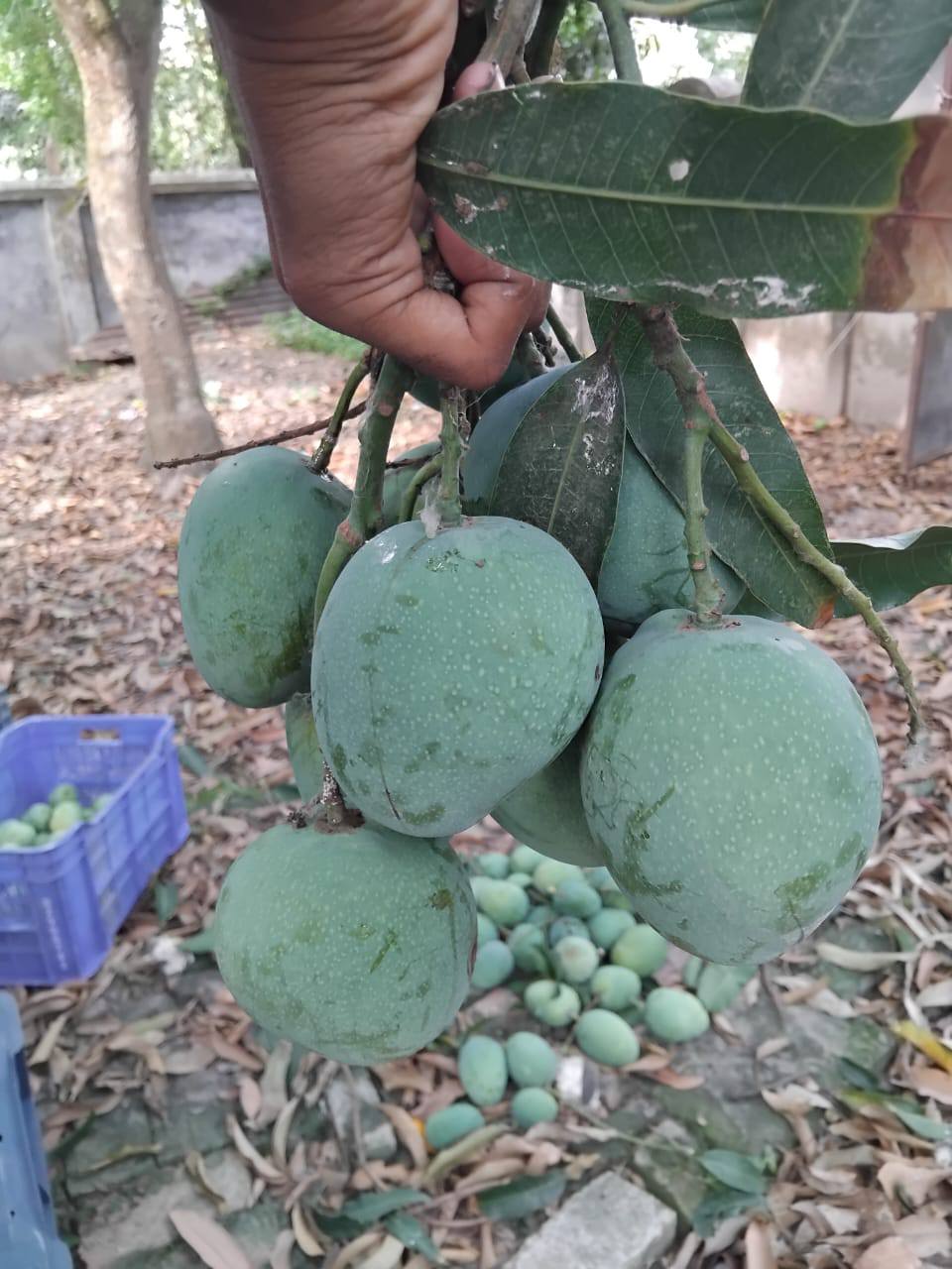 Himsagar Mango10 kg - Image 3