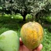 62196078_2327365280921116_2792257903845703680_n