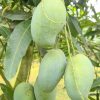 Arj-amropali-e1750694322995