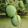 Langra-Mango-_-ল্যাংড়া-আম