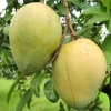 hari-bhanga-mango-plant